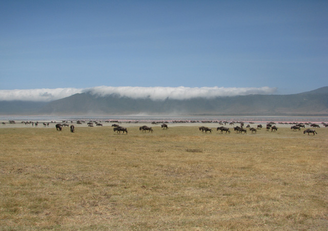 Ngorongoro Crater definitely lived up to its reputation for being stunning. Even the clouds hanging on the rim were incredible!
